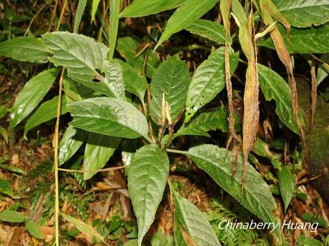 Imagem de Hemiboea bicornuta (Hayata) Ohwi