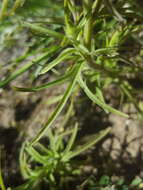 Image of Yakima bird's-beak