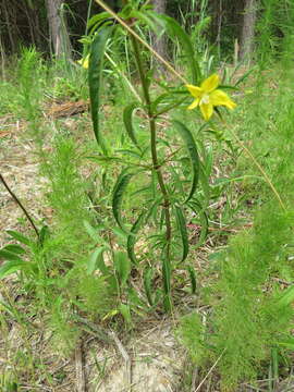 Image of Lysimachia lewisii D. Estes, J. T. Shaw & Maus.-Moon.