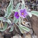 Image de Solanum quadriloculatum F. Müll.