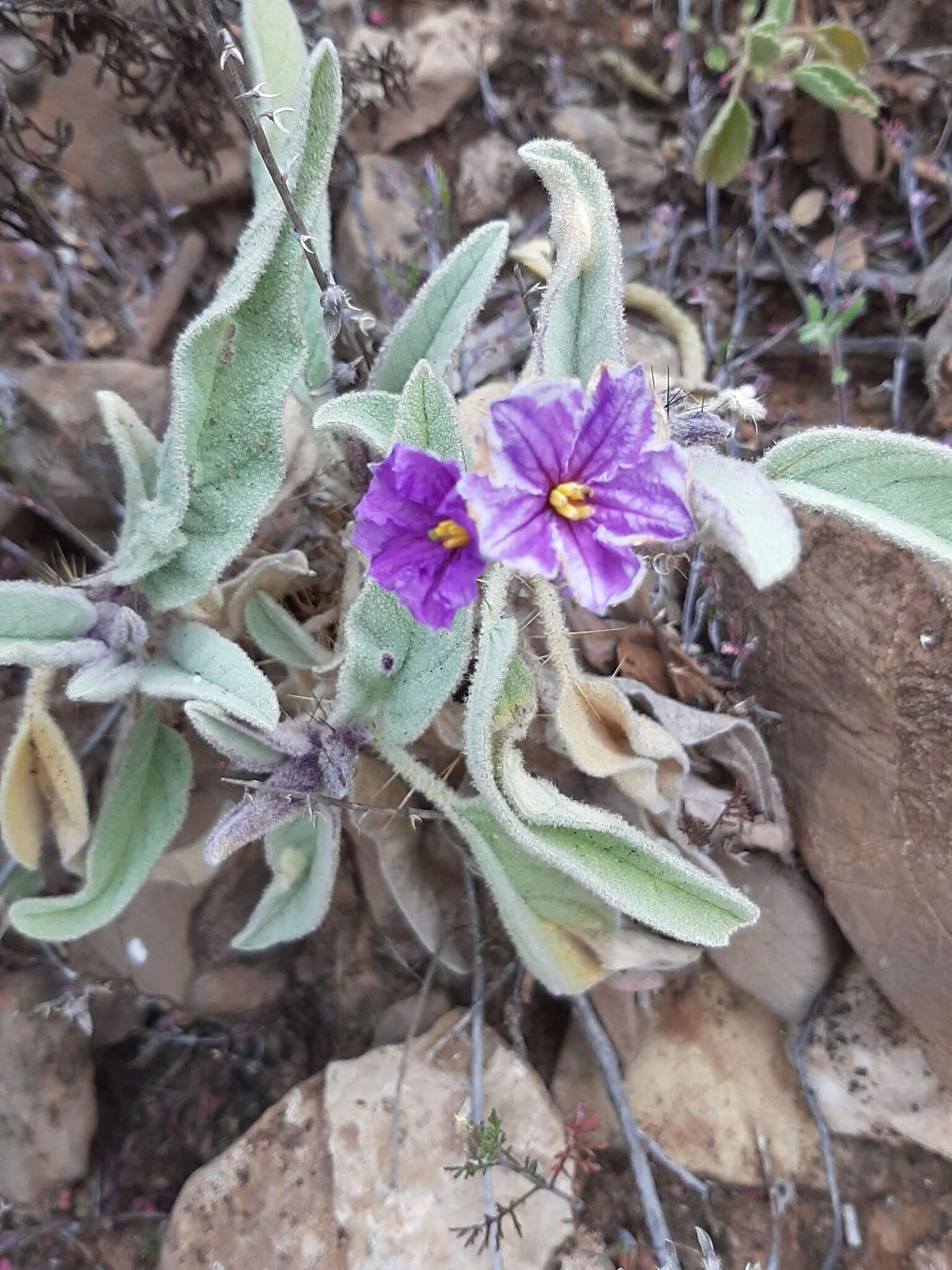 Image of Solanum quadriloculatum F. Müll.