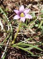 Image of Romulea minutiflora Klatt