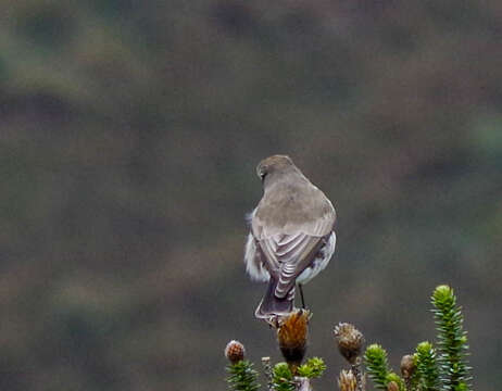 Image of Paramo Ground Tyrant