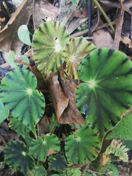 Слика од Begonia mazae Ziesenh.