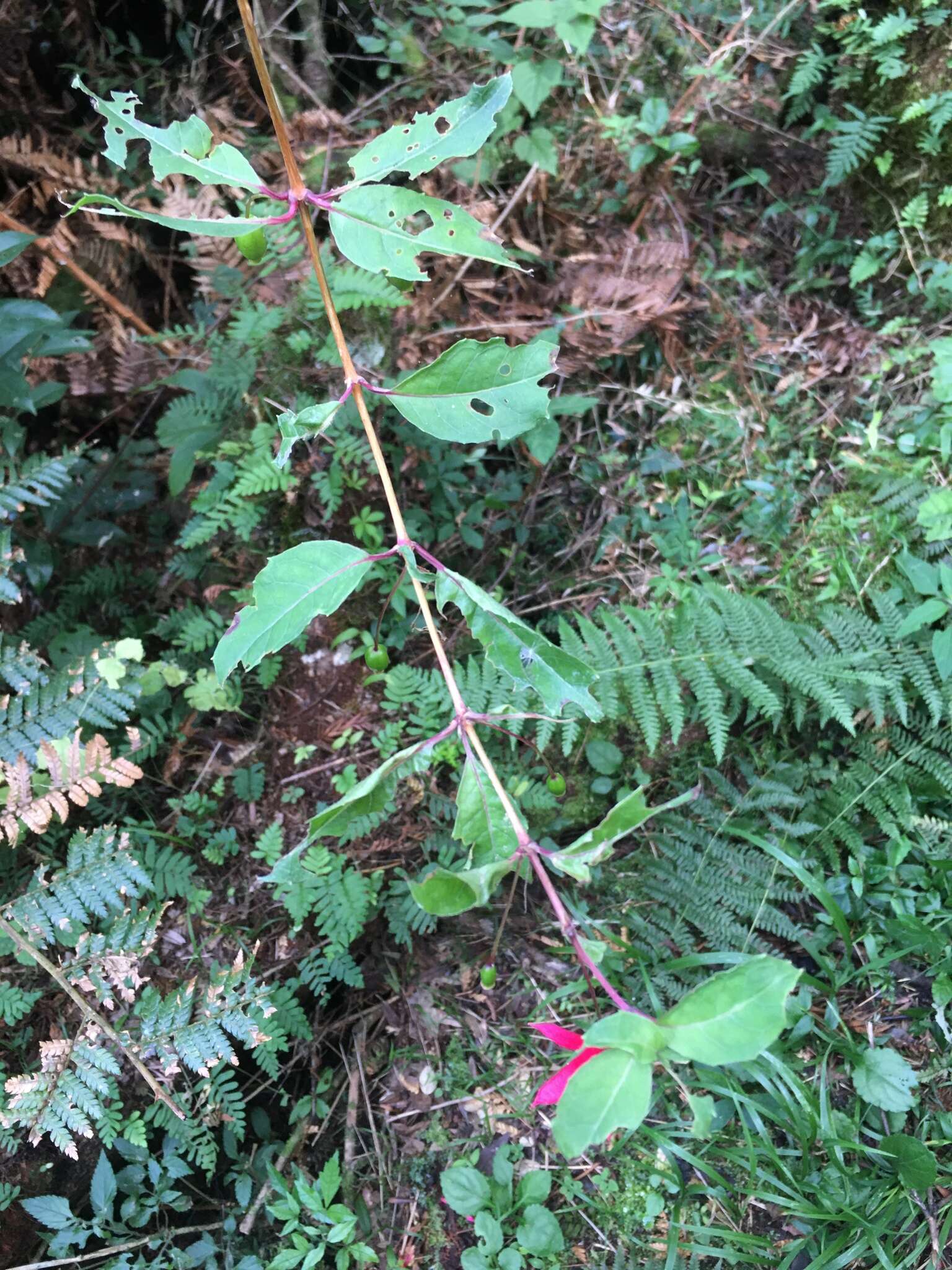 Image of Fuchsia regia subsp. reitzii P. E. Berry