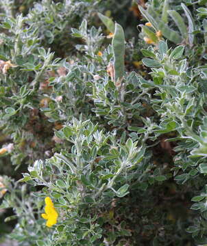 Image of Madeira Dyer's greenweed