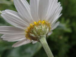 Anthemis ruthenica M. Bieb.的圖片