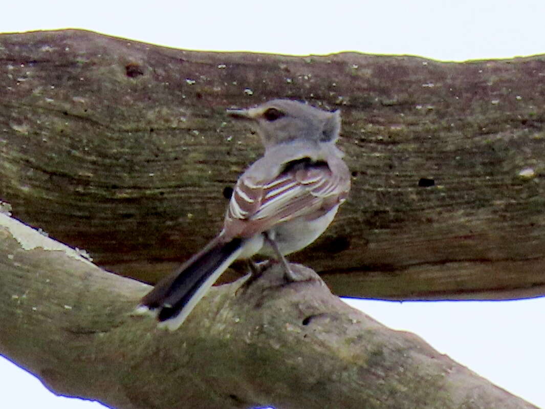 Image of <i>Fraseria plumbea orientalis</i>