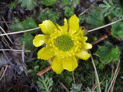 Image de Ranunculus pachyrrhizus Hook. fil.