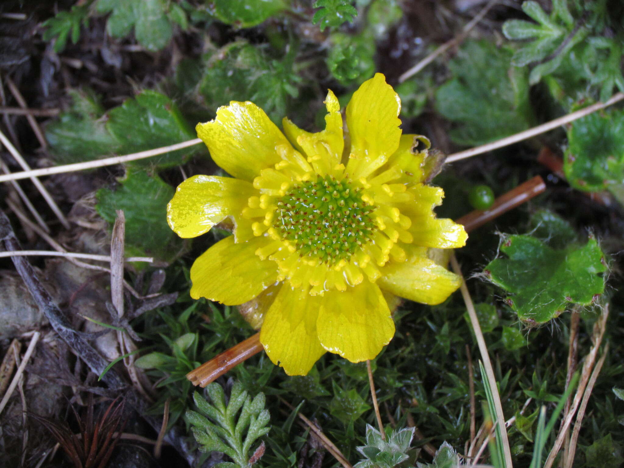 Image of Ranunculus pachyrrhizus Hook. fil.