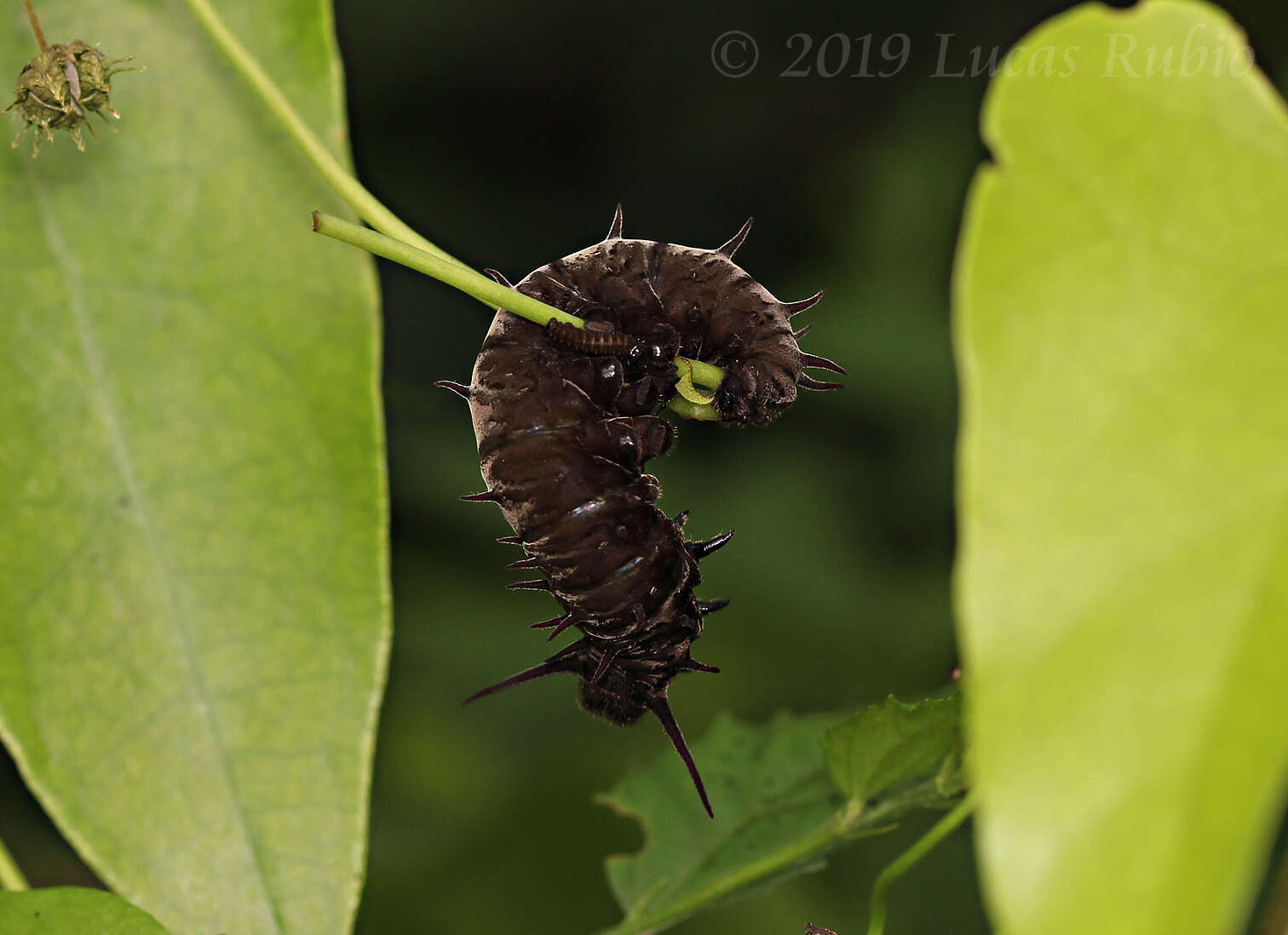 Sivun Battus polystictus (Butler 1874) kuva