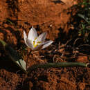 Image of Tulipa cretica Boiss. & Heldr.