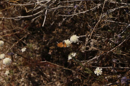 Image of Dymasia dymas imperialis Bauer 1959