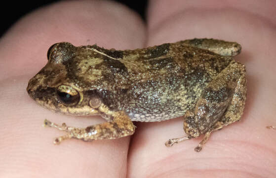 Image of Johnstone's Robber Frog