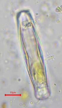 Image of Caloneis amphisbaena