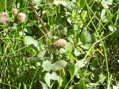 Image of mountain willow