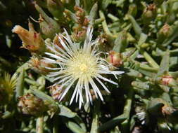 Mesembryanthemum pallens subsp. luteum (L. Bol.) Klak的圖片