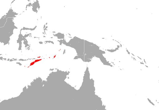 Image of Indonesian Tomb Bat