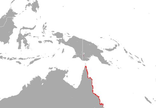 Image of <i><i>Taphozous</i></i> (Taphozous) <i>australis</i> Gould 1854