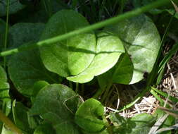 Image of liverleaf wintergreen