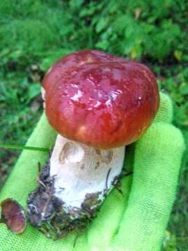 Image of Boletus pinophilus Pilát & Dermek 1973