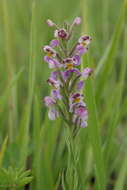 Image of Brachycorythis pubescens Harv.