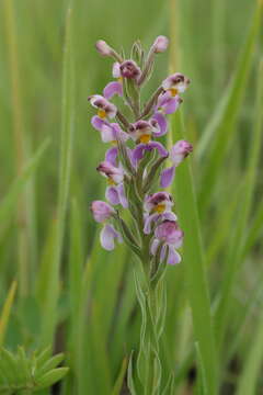 Image de Brachycorythis pubescens Harv.