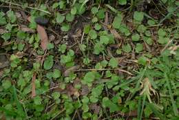 Image of Centella uniflora (Col.) Nannf.