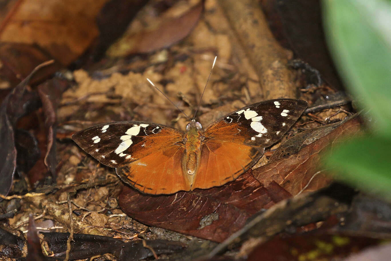 Image of Aterica rabena Boisduval 1833