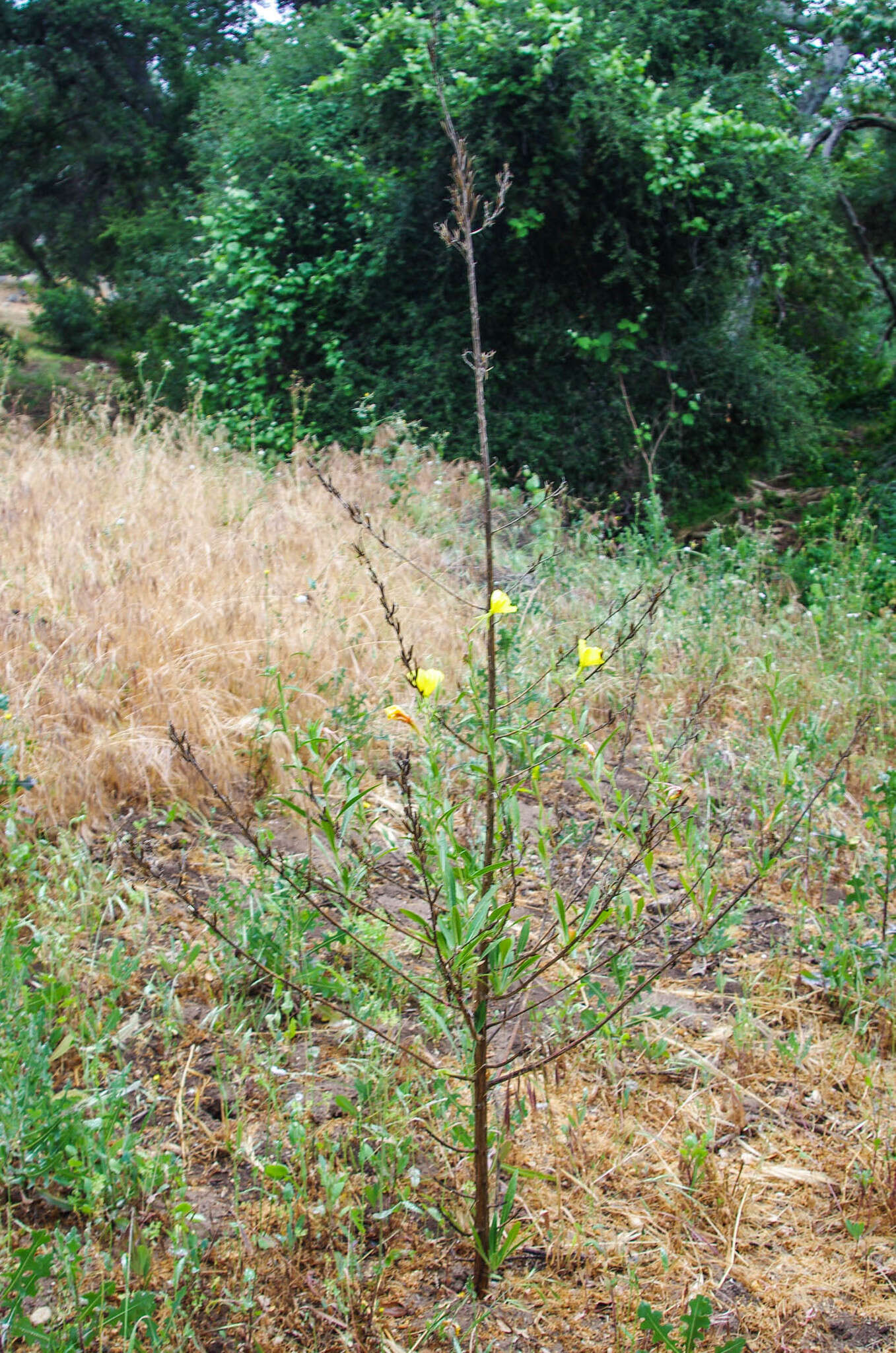 Image of Hooker's evening primrose