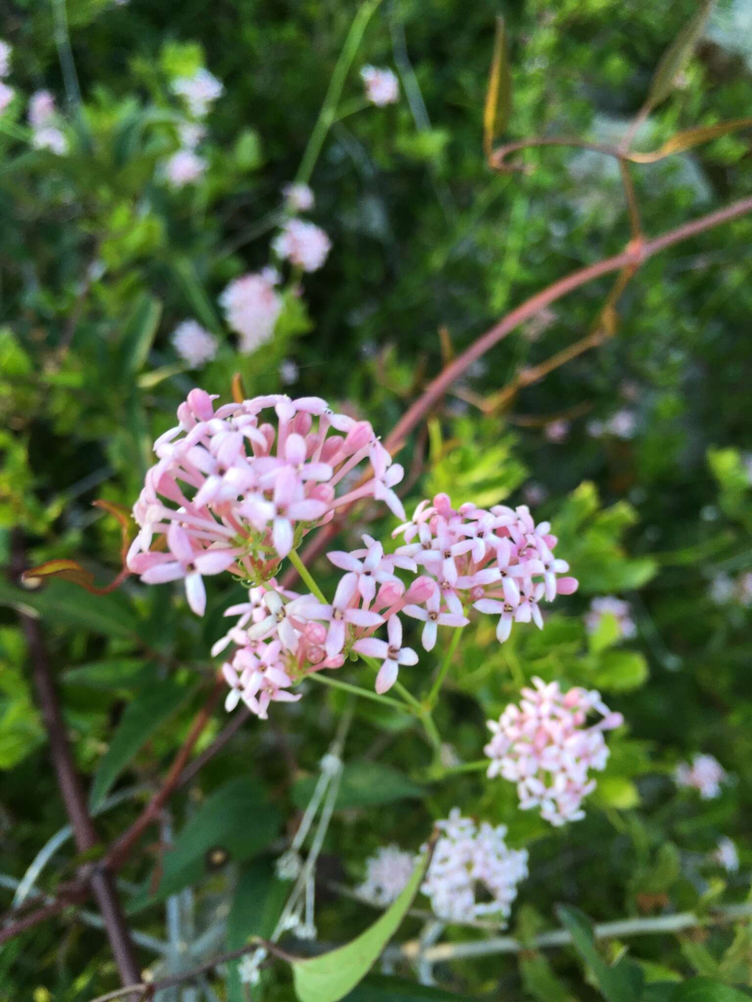 Plancia ëd Asperula hirsuta Desf.