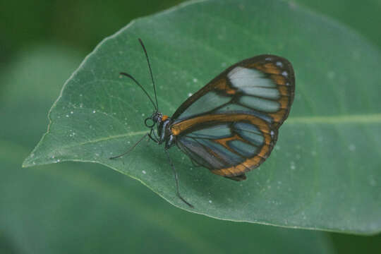 Image of Ithomia terra Hewitson 1852