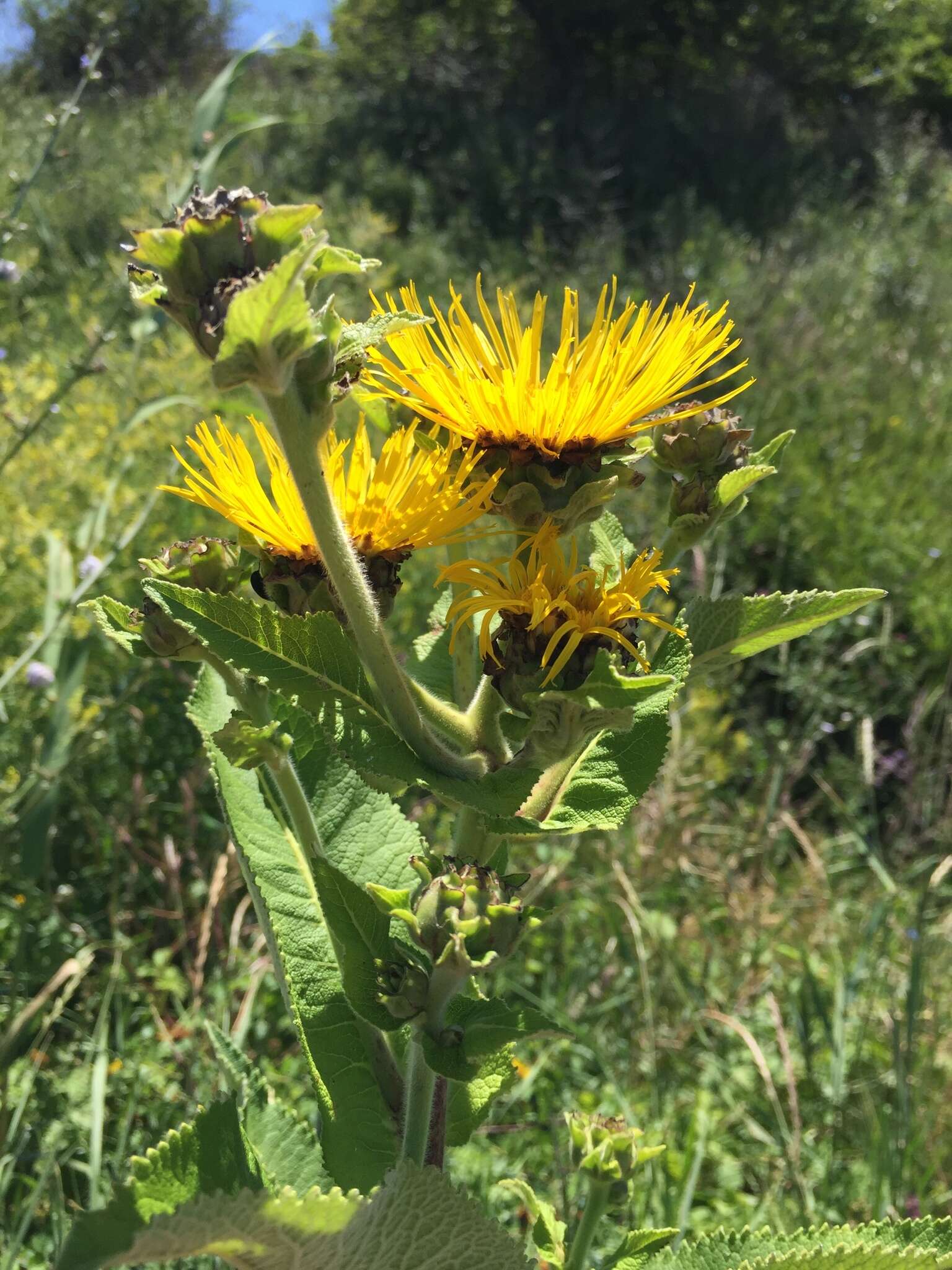 Inula helenium L. resmi