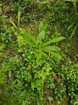 Imagem de Cirsium pumilum var. hillii (Canby) B. Boivin