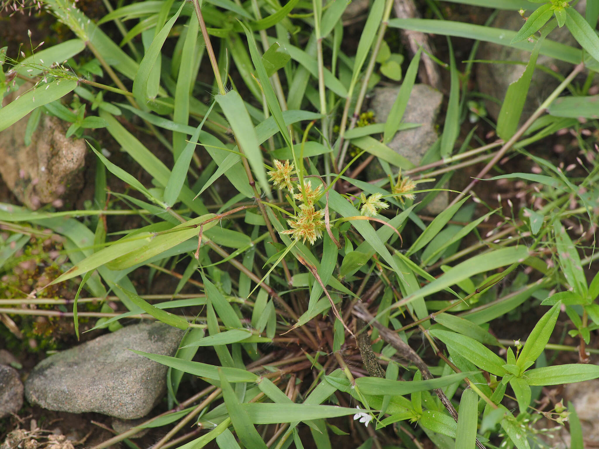 Imagem de Cyperus compressus L.