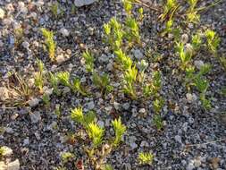 Image of spreading pygmyleaf