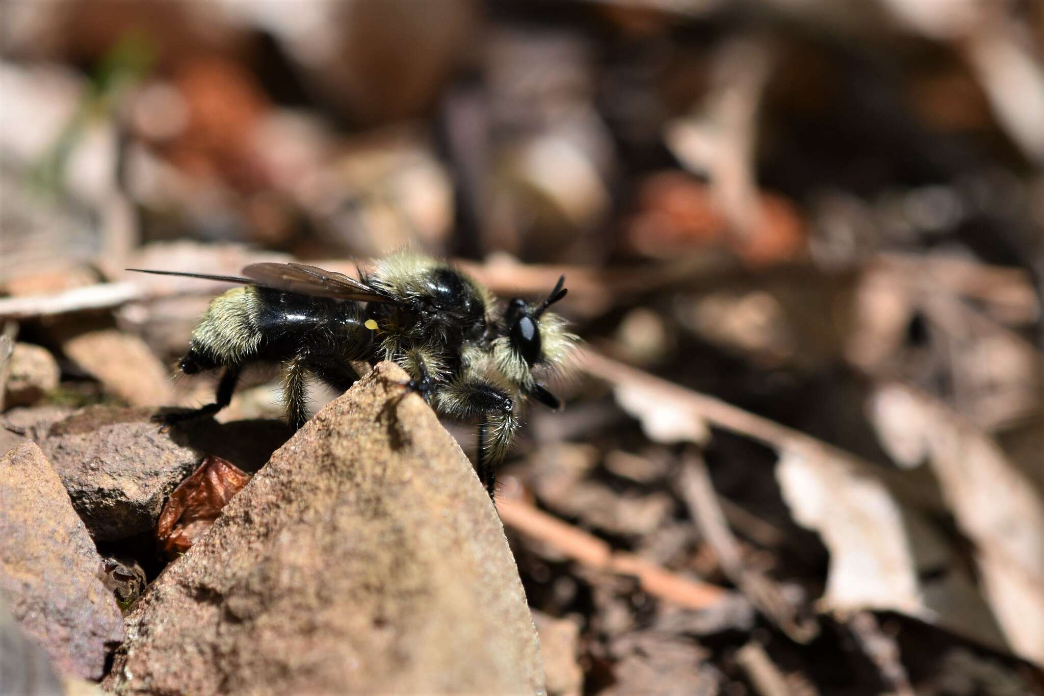 صورة Laphria columbica Walker 1866