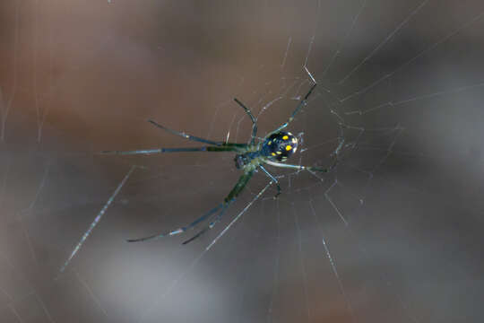 Image of Leucauge argyra (Walckenaer 1841)