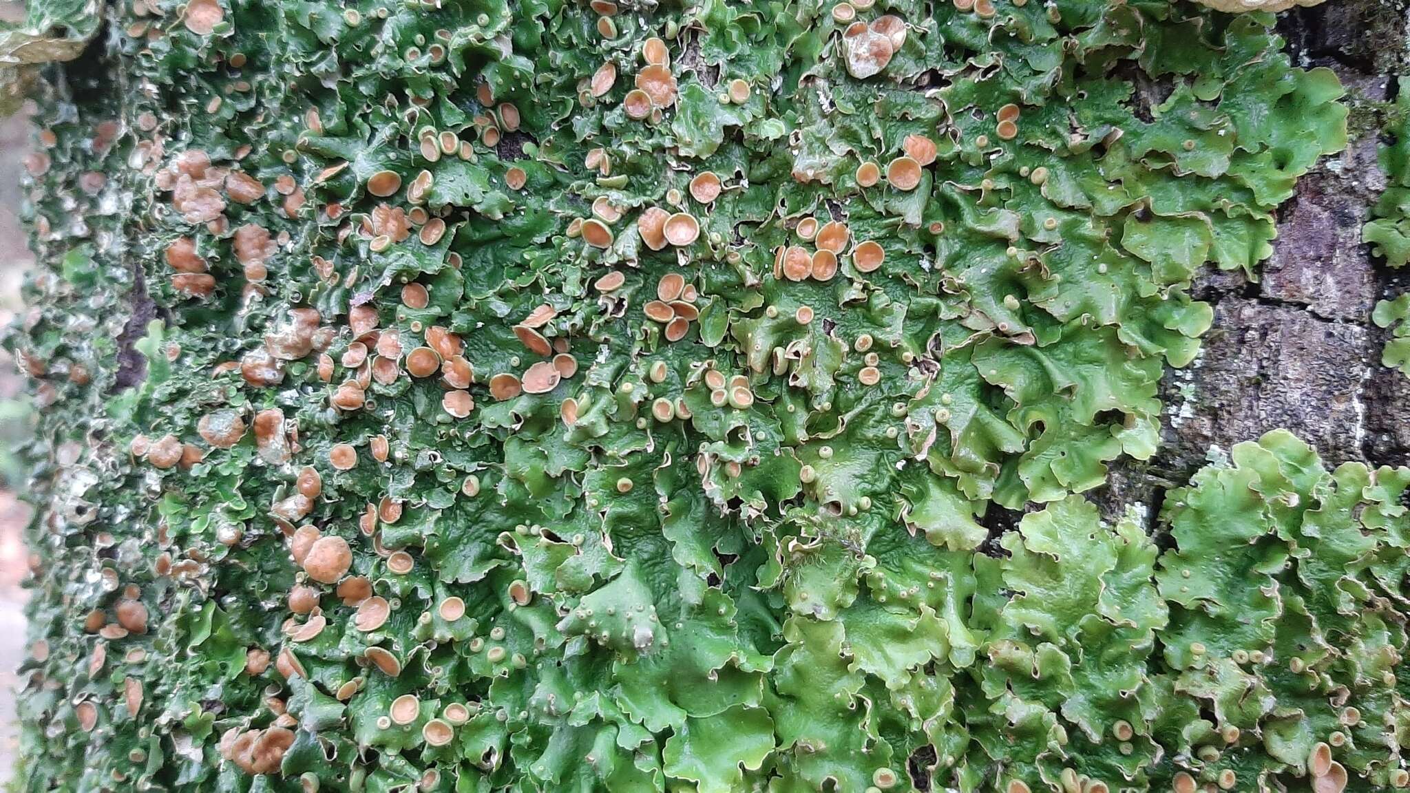 Image of <i>Ricasolia virens</i>