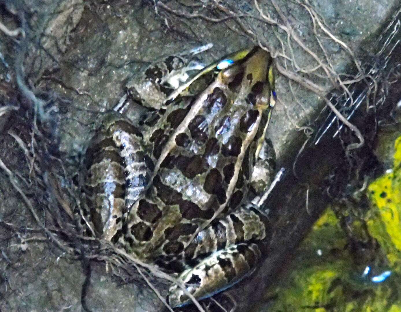 Image of Lithobates magnaocularis (Frost & Bagnara 1974)