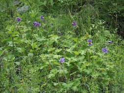 Image of Glandular Crane's-bill