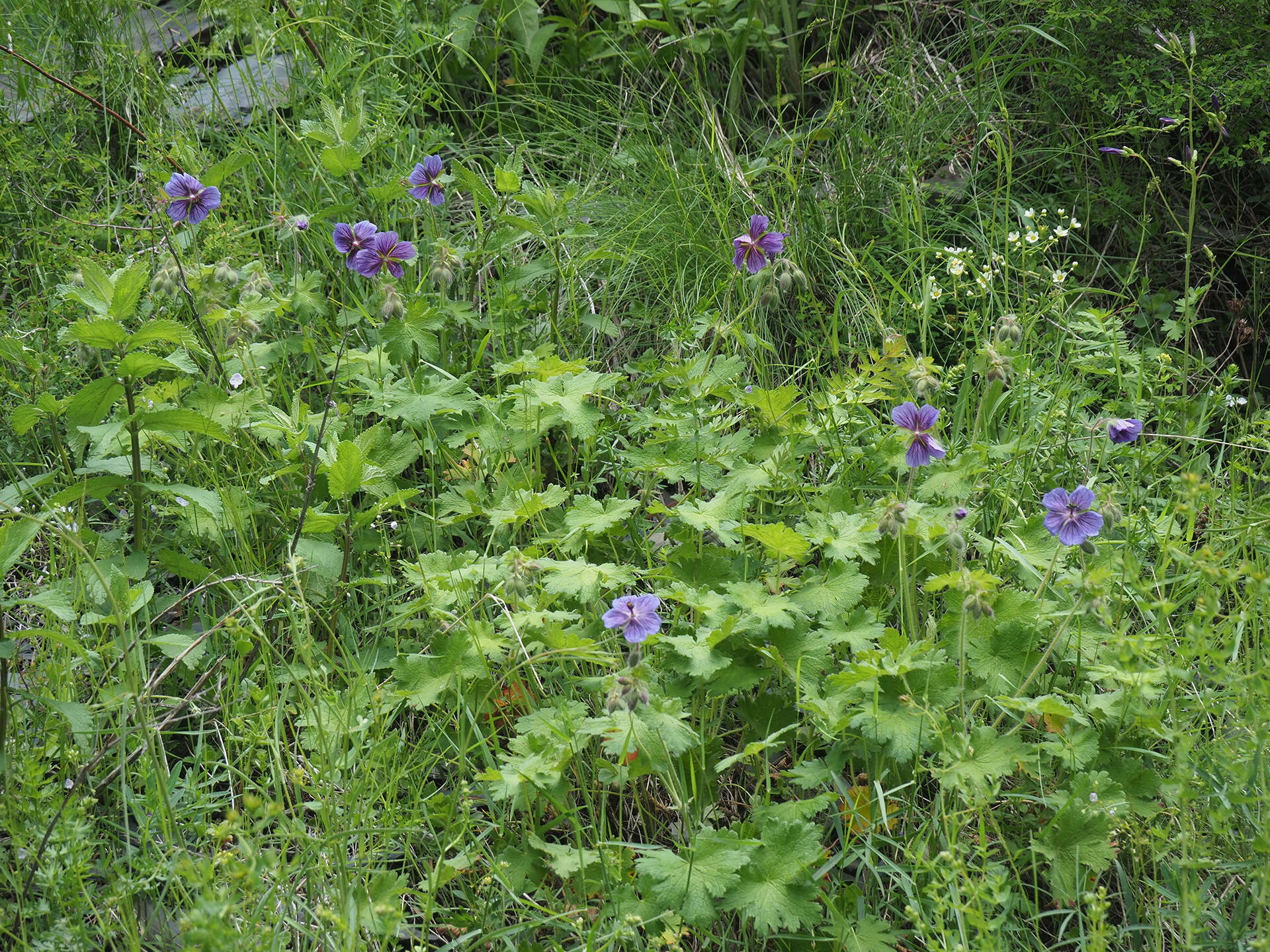 Image of Glandular Crane's-bill