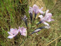 Image of Babiana purpurea (Vahl) Ker Gawl.