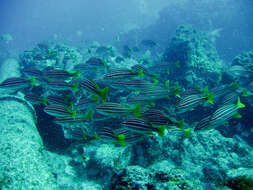 Image of African Striped Grunt