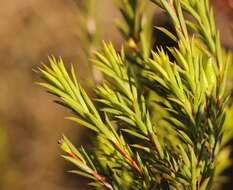 Image of Diosma aristata I. Williams