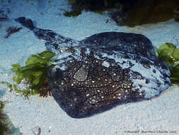 Image of Painted ray or Undulate ray