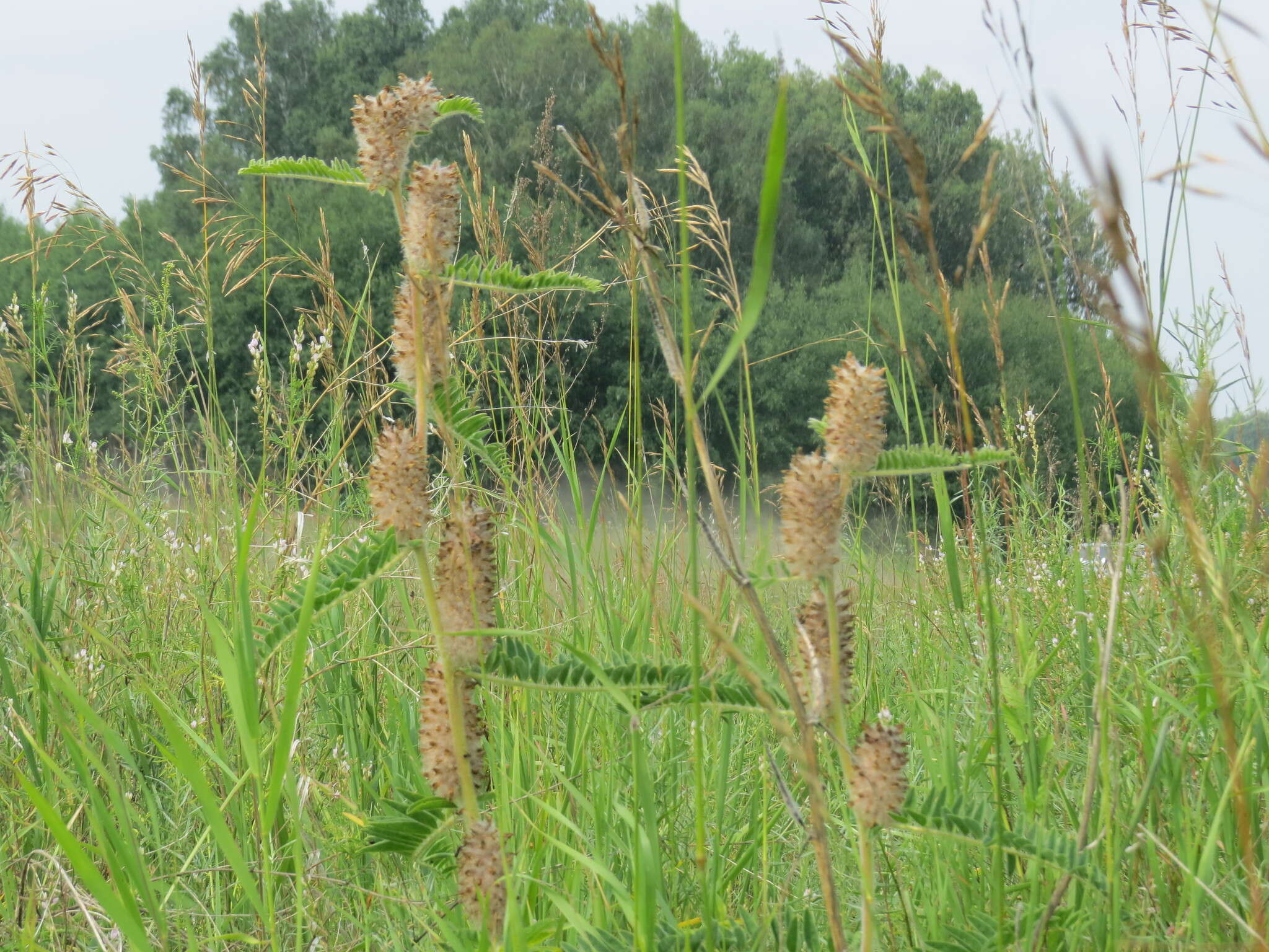 Imagem de Astragalus alopecurus Pall. ex DC.