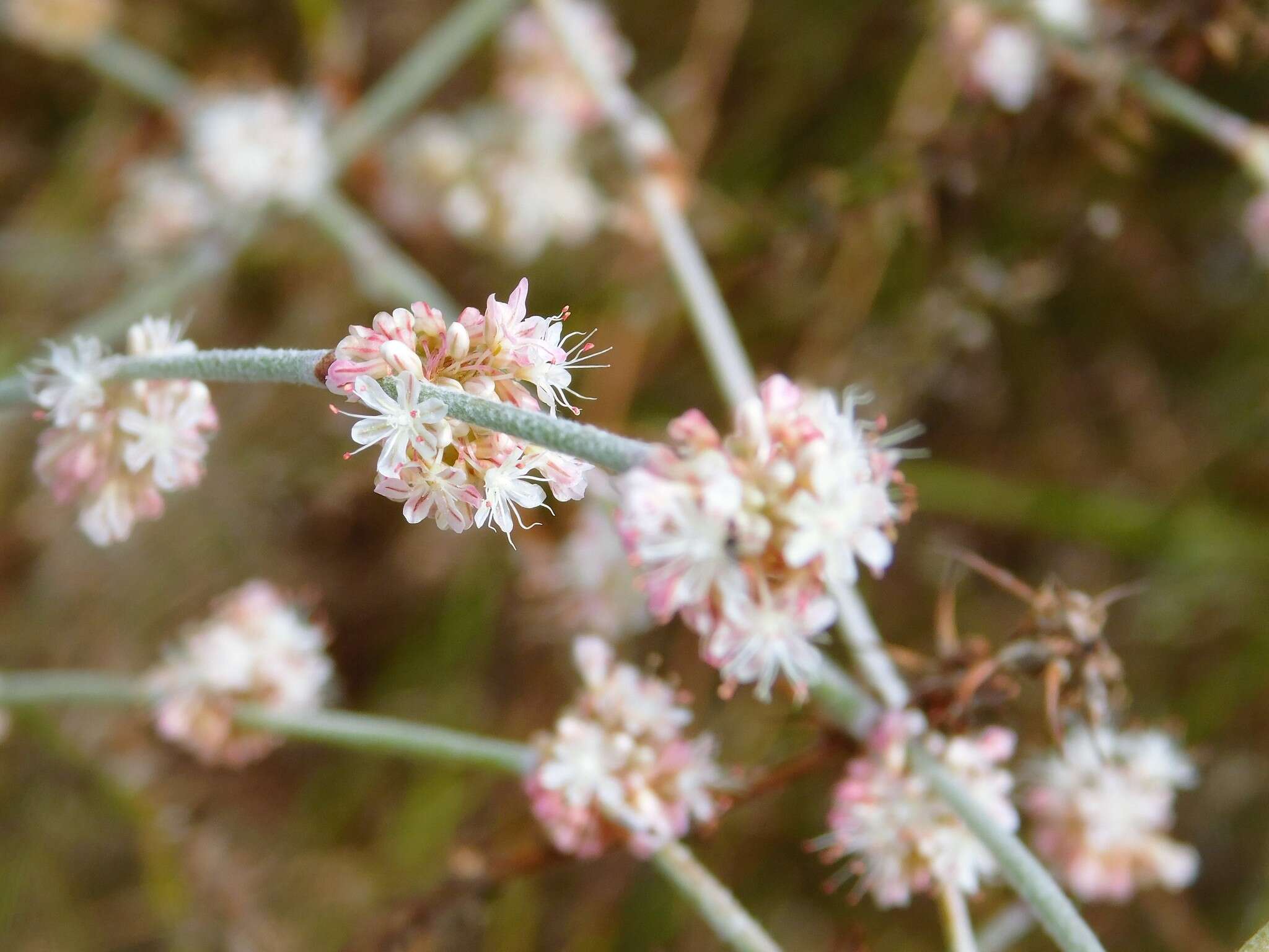 Image of longstem buckwheat