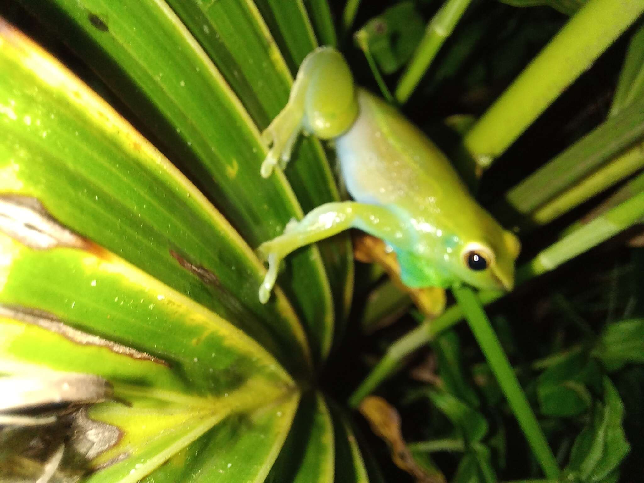 Image of Orinoco lime treefrog