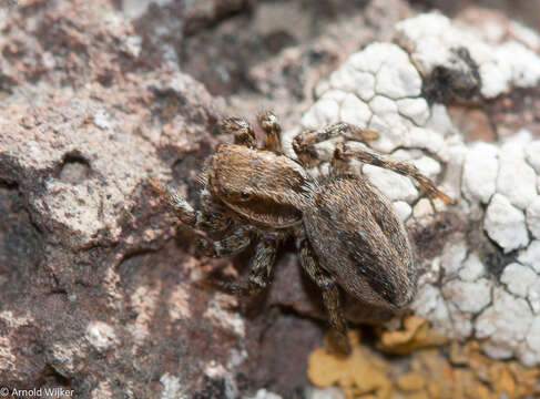 Imagem de Phlegra fasciata (Hahn 1826)